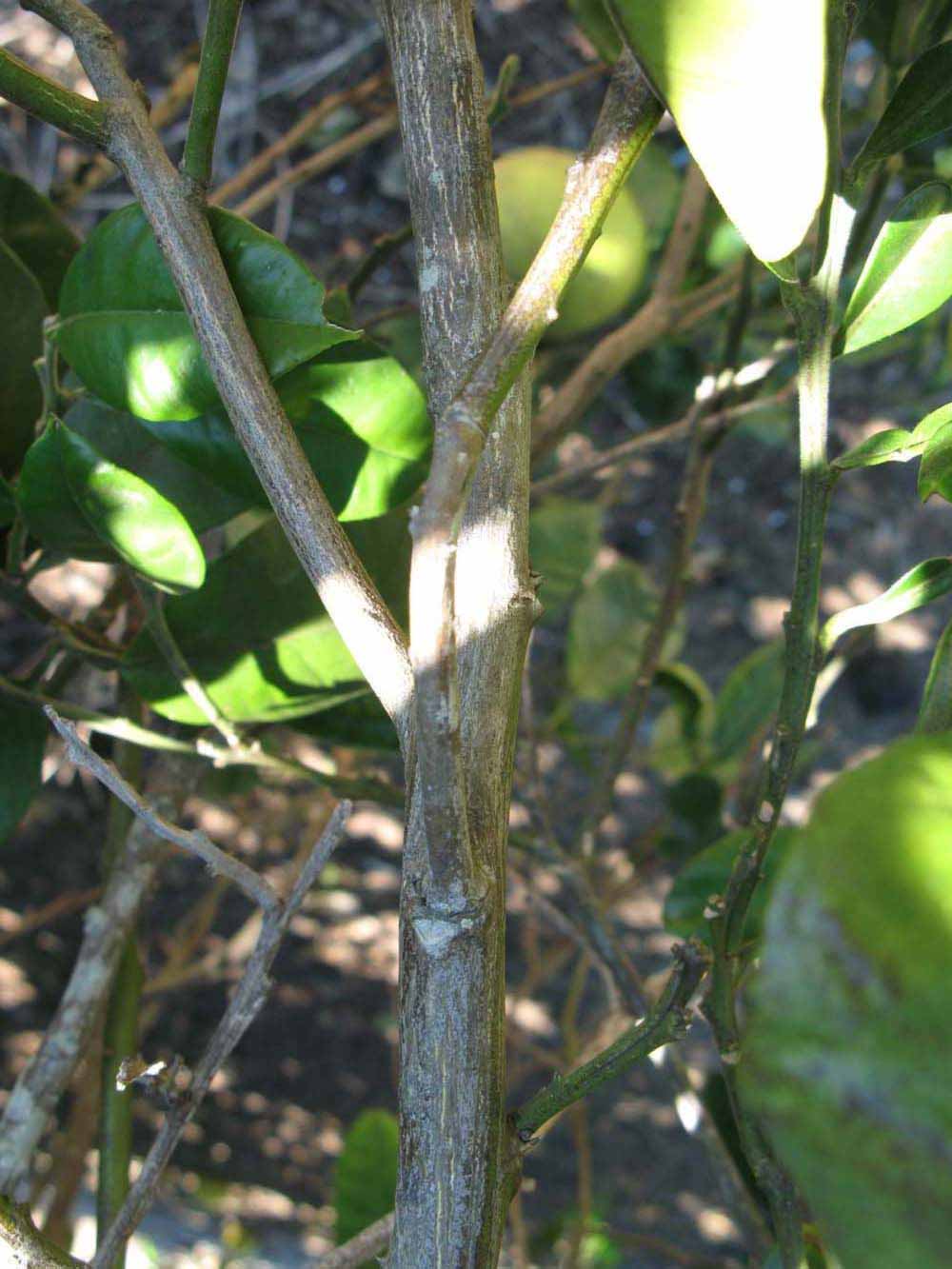              Second - third year twig (Winter Haven, FL)       